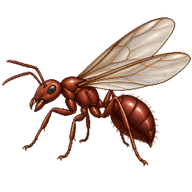 Leafcutter Ant (alate)