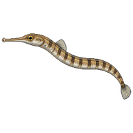 Short-Tailed Pipefish