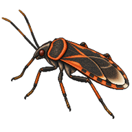 California Bordered Plant Bug