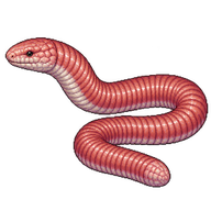 Red Worm Lizard