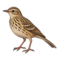 Richard's Pipit