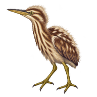 American Bittern Fledgling