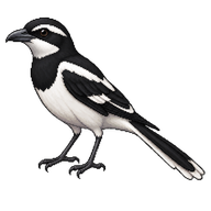 Magpie Shrike