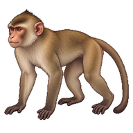Bonnet Macaque