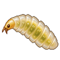 Trichogramma Wasp Larva