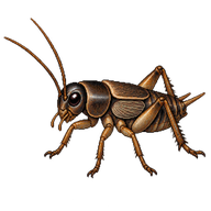 Short-tailed Cricket