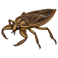 Giant Water Bug