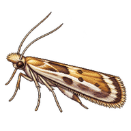Palm Leaf Skeletonizer