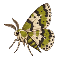Obtuse Euchlaena Moth