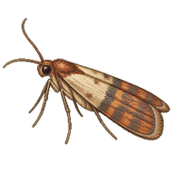 Almond Moth