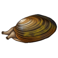 Thick Shelled River Mussel