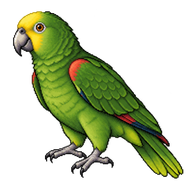 Yellow-Crowned Amazon