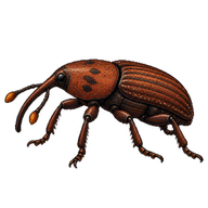 West Indian Cane Weevil