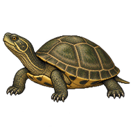 Caspian Turtle