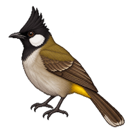 Himalayan Bulbul