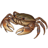 Aegean freshwater crab