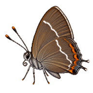 White-letter Hairstreak