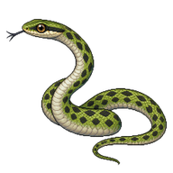 Spotted Bush Snake