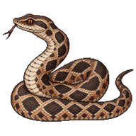 Common Night Adder