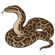 African Rock Python