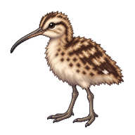 Eurasian Curlew Chick