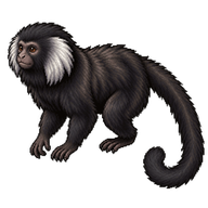 Goeldi's Monkey