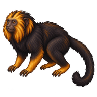 Golden-handed Tamarin