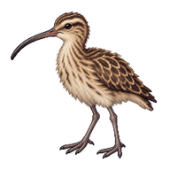 Eurasian Curlew Fledgling