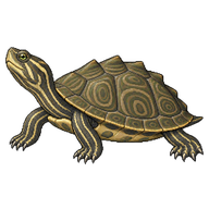 False Map Turtle