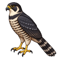 Collared Forest Falcon
