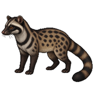 Malayan Civet
