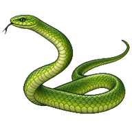 Western Green Mamba