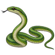 Brazilian Green Racer