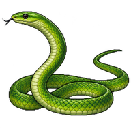 Eastern Green Mamba