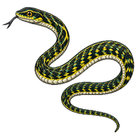 Ornate Flying Snake