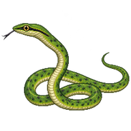 Green Tree Snake