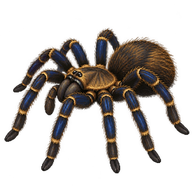 Golden Blue Leg Baboon Tarantula