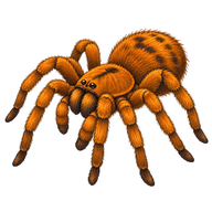 Orange Baboon Tarantula