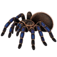 Bolivian Blue Leg