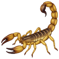 African Burrowing Scorpion