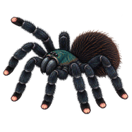 Pinktoe Tarantula