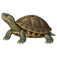 Chinese Stripe-necked Turtle