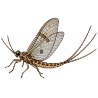 Mayfly