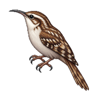 Brown Creeper
