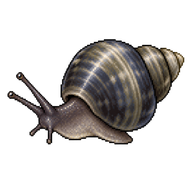 Smooth Periwinkle
