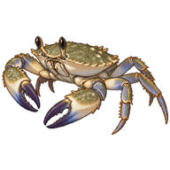 Australian Sand Crab