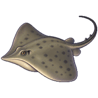 Smooth Stingray