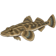 Bluespotted Flathead