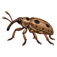 Potato Stalk Borer
