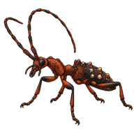 Ant-like Longhorn Beetle